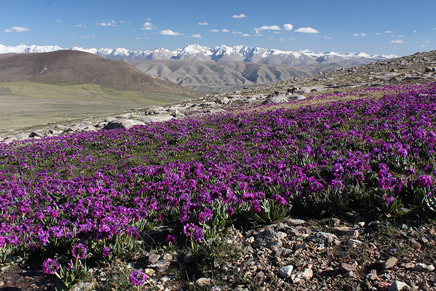  Primula turkestanica / Kirgistan /Ak Shirak Massif at 4000m / Copyright: Harald Pauli